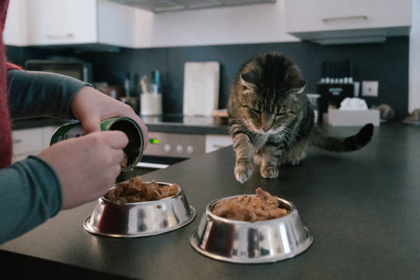 istock preparing pet food for a hungry cat 1302134639