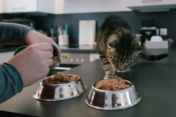 istock preparing pet food for a hungry cat 1302134656