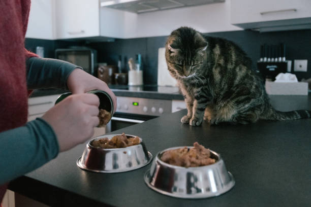 istock preparing pet food for a hungry cat 1302134675