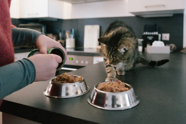 istock preparing pet food for a hungry cat 1302134682