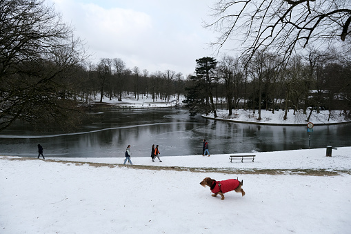 A dog walk in snowy streets in Brussels, Belgium on February 10th, 2021.