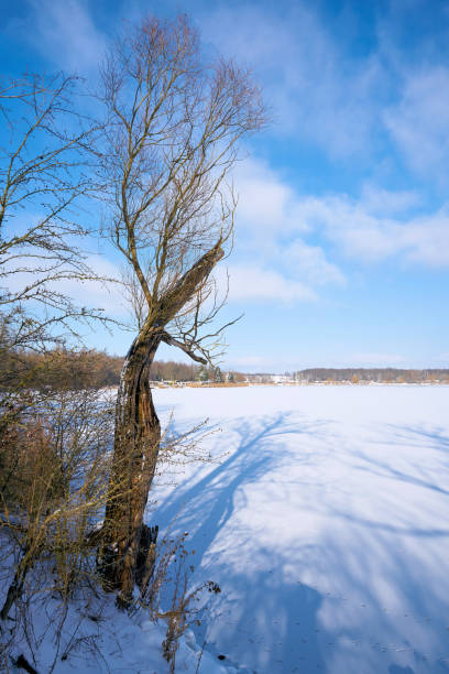 istock Landscape with trees in winter at a lake 1302135778