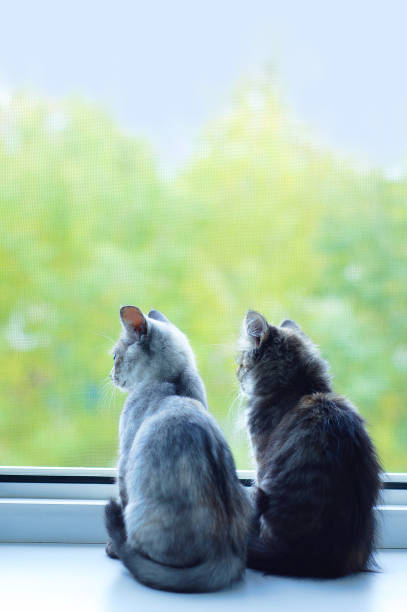 istock Two little gray kittens sitting on window sill during the summer day. 1302136002