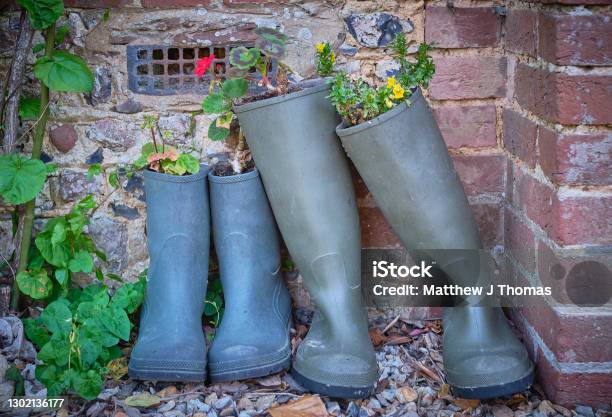 Wellies Used As Garden Planters For Flowers Stock Photo - Download Image Now - Resourceful, Planting, Rubber Boot