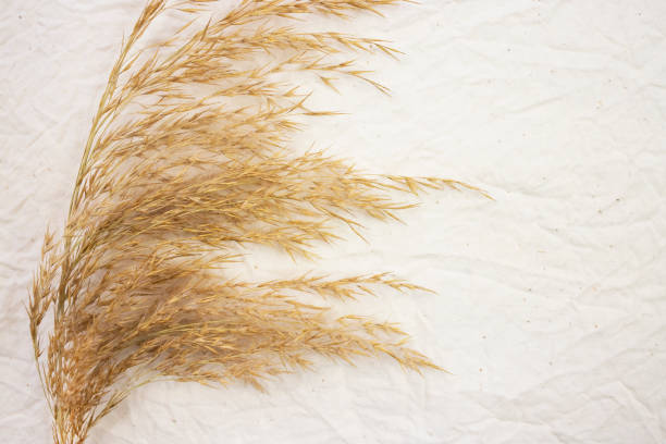 istock Pampas grass on beige canvas with space for text. Top view. 1302136691