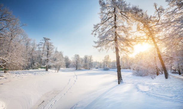 istock Panorama of beautiful winter park 1302136913