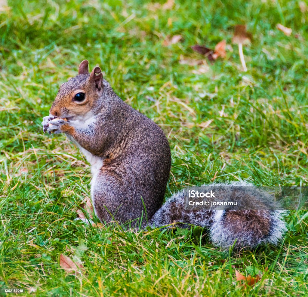 Squirrel of the carolinas Animal Stock Photo