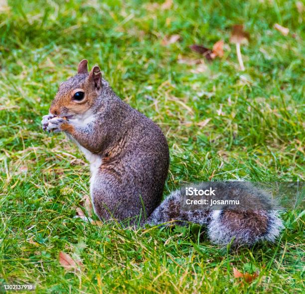 Squirrel Of The Carolinas Stock Photo - Download Image Now - Animal, Animal Wildlife, Cityscape