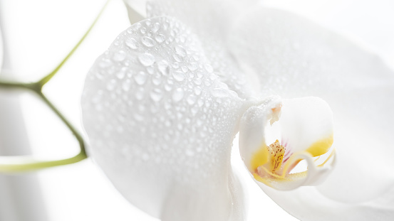 A white orchid with a light background. It has been shot with a narrow depth of field and given a soft focus effect for use as a background.