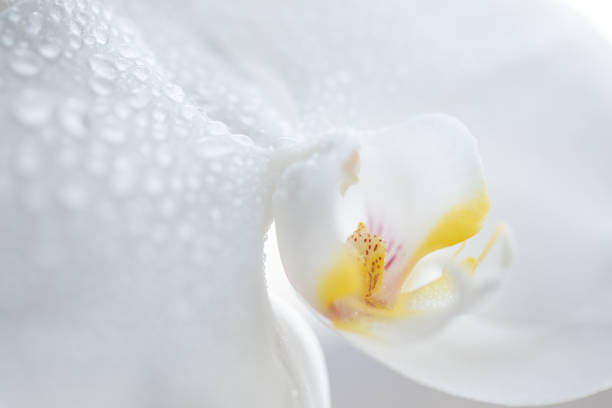 istock Orchid stock photo 1302138076