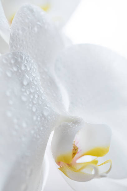 istock Orchid stock photo 1302138167