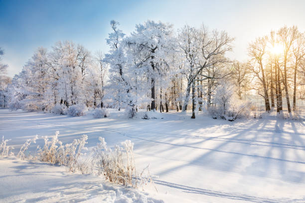 istock Panorama of beautiful winter park 1302139145