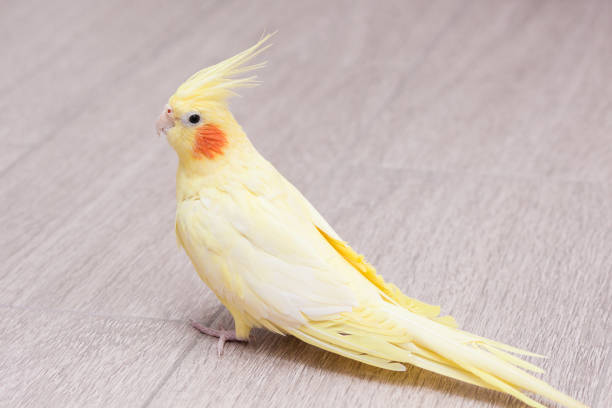 Yellow parrot corella is sitting on the floor.