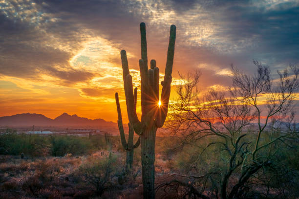 mcdowell mountain sunset #07 - sonoran desert cactus landscaped desert stock-fotos und bilder