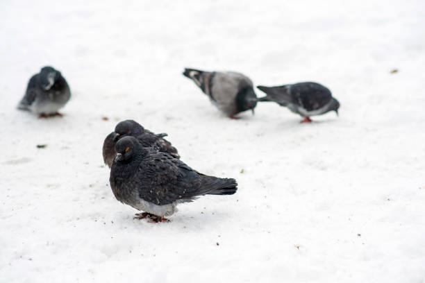 A flock of pigeons on snow, which is cold