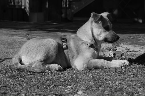 Black and White portrait of a belgian malinois in Nevada City, California, United States