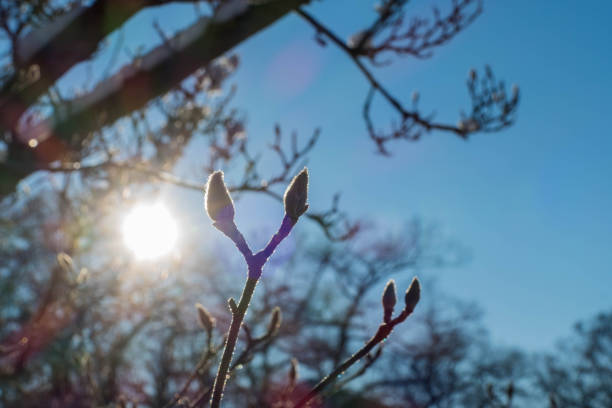 Sunbeams behind Magnolia Buds Macro