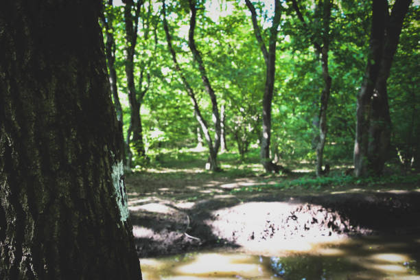 Beautiful forest tree sunshine on it and the creek.