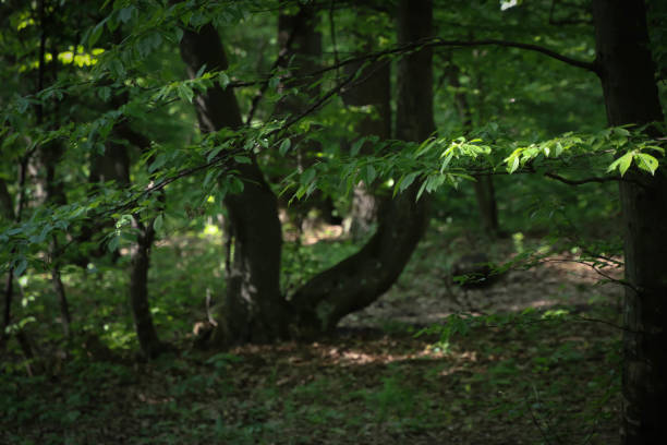 istock Close up of a forked tree in the forest 1302142597