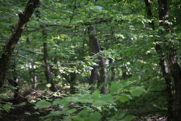 istock Green forest background, in front the leaves branches and in the back the trees. 1302142598