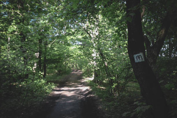 istock A beautiful picture with a marked pathway in the forest. 1302142602