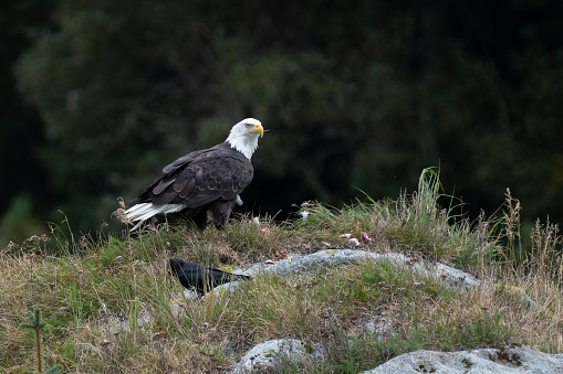 White-tailed eagle (Haliaeetus albicilla) is a large bird of prey, widely distributed across temperate Eurasia. This photo was taken in Japan.