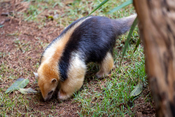 tamandua du sud - southern tamandua photos et images de collection