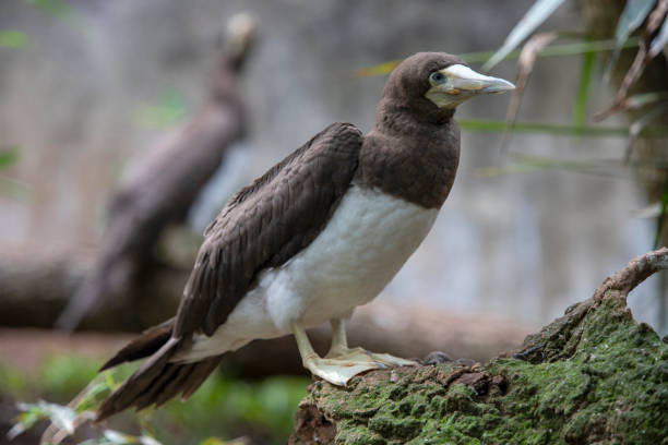 brown booby Sula leucogaster is a large seabird of the gannet family of the Abrolhos island at Bahia, Brazil