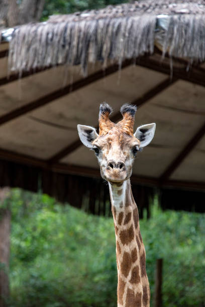 istock close of giraffe 1302144325