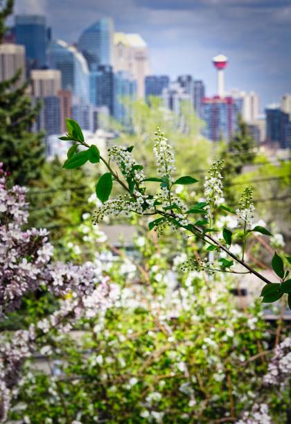 cherry trees blooming with Calgary skyline in background