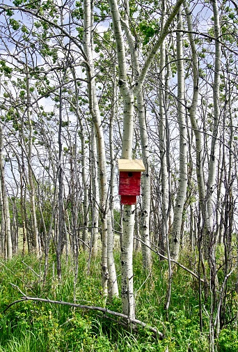 a spring growth woodland with one red birdhouse