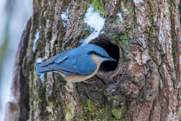 nuthatch euroasiático junto al agujero del árbol - tree hole bark brown fotografías e imágenes de stock