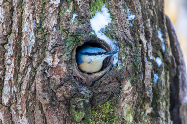 nuthatch euroasiático mirando desde el agujero del árbol - tree hole bark brown fotografías e imágenes de stock