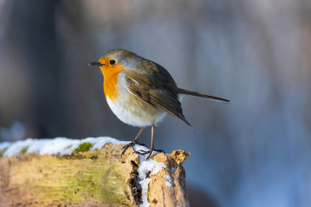 istock Snowy tree trunk with European Robin 1302145714