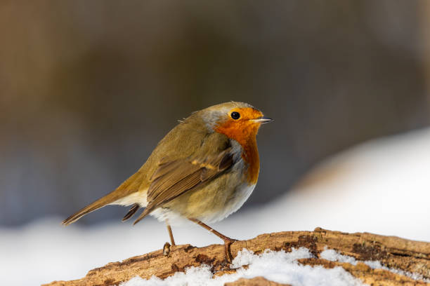 istock Winter landscape with European Robin on tree branch 1302145789