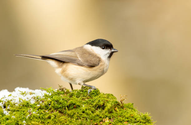 Willow Tit in Winter with green moss and snow. Facing right. Willow Tit in Winter with snow and green moss. Scientific name: Poecile Montanus. Facing right in natural woodland habitat. Clean background. Horizontal. Space for copy. parus montanus willow tit stock pictures, royalty-free photos & images