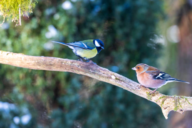 istock Common chaffinch and great tit on tree branch 1302145996