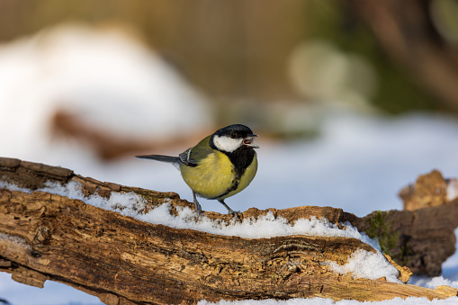 Winter landscape with close up of great tit. Dutch forest in the North of The Netherlands on a sunny and cold winter day. Forest covered in snow.