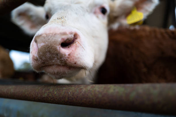 Close up color image depicting a herd of curious cows in the barn. Room for copy space.