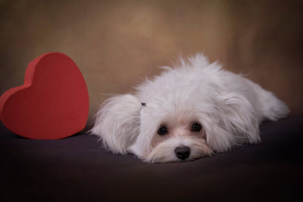 istock White maltese puppy for valentine's day 1302146712