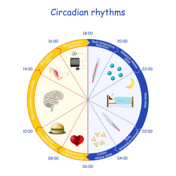 circadian 리듬. 낮과 밤 주기 - biological clock stock illustrations