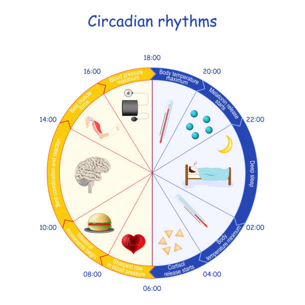 Circadian Rhythm Changes Linked to Future Parkinson's Risk