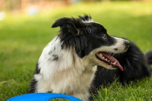 young black and white border collie sitting on grass with a blue frisbee