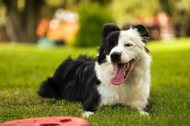 Young black and white border collie sitting on grass with frisbee