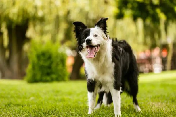 Young black and white border collie standing on grass on a bright summer day