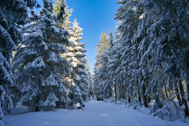 istock snowy landscape in Thuringia in winter 1302149080