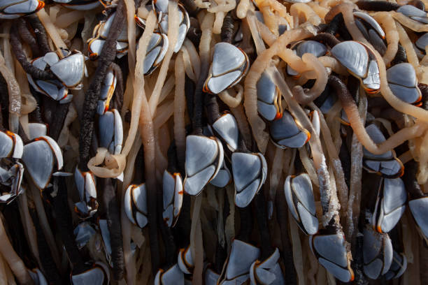 istock group of Goose barnacle on the beach 1302149495