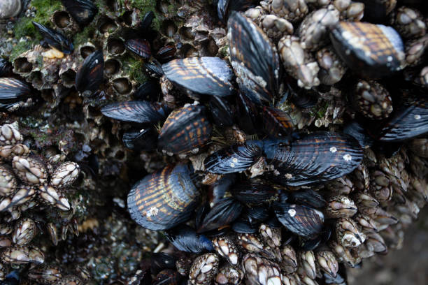 istock mussels and Barnacles on rock 1302152051