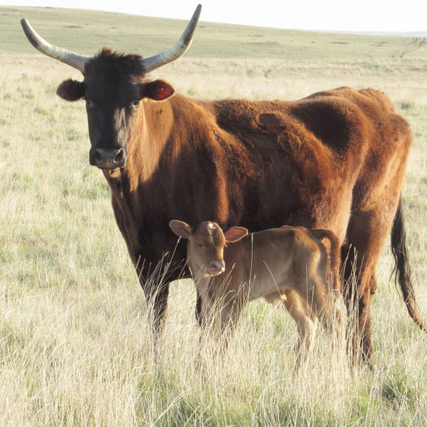 istock Mama Cow & her Baby 1302152897