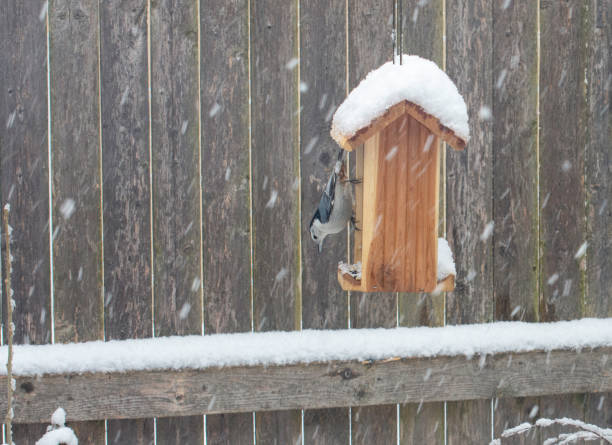 istock White-Breasted Nuthatch at a backyard feeder #1, Suffolk County, Long Island NY 1302153040